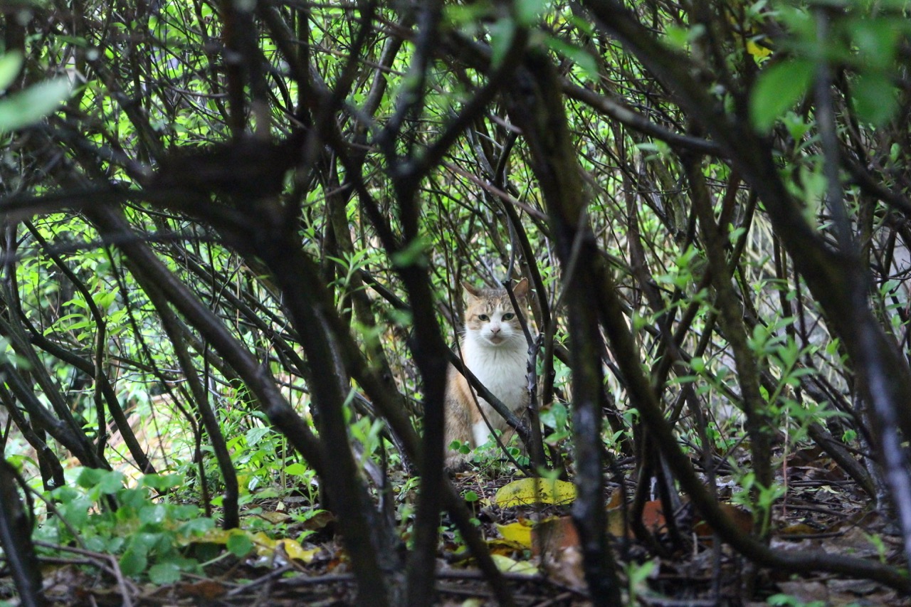 藪の中の猫