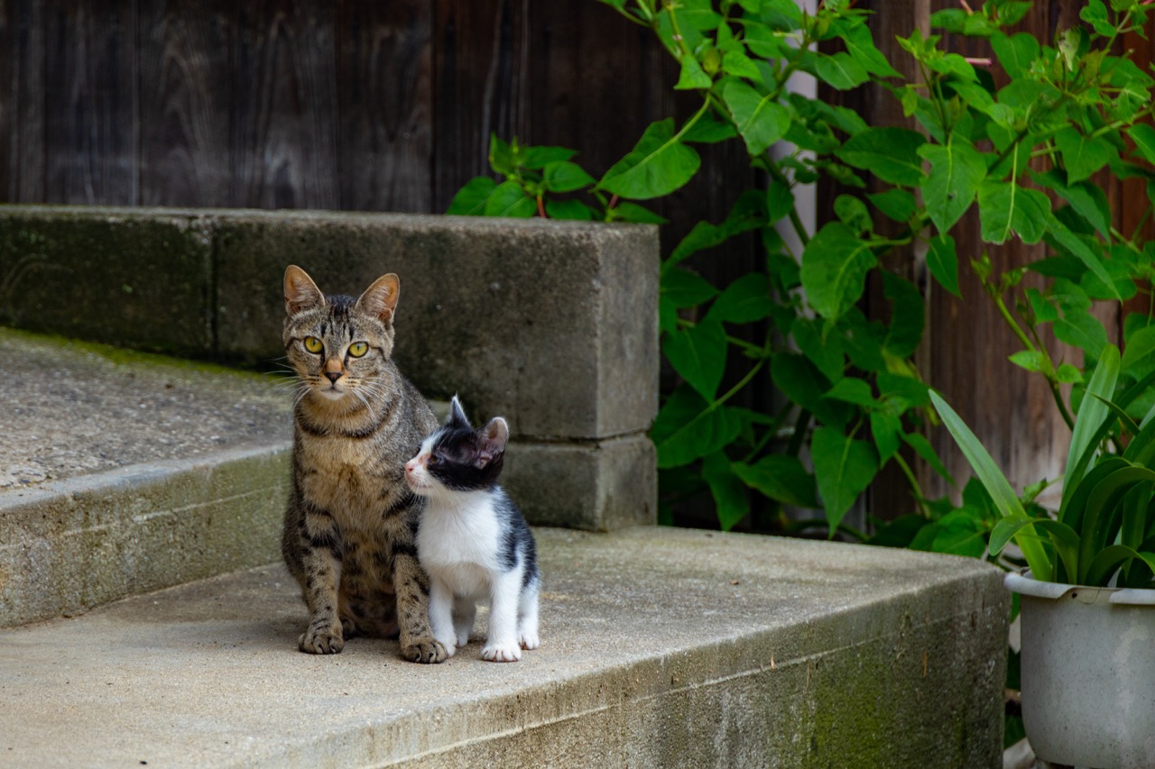 親子の猫