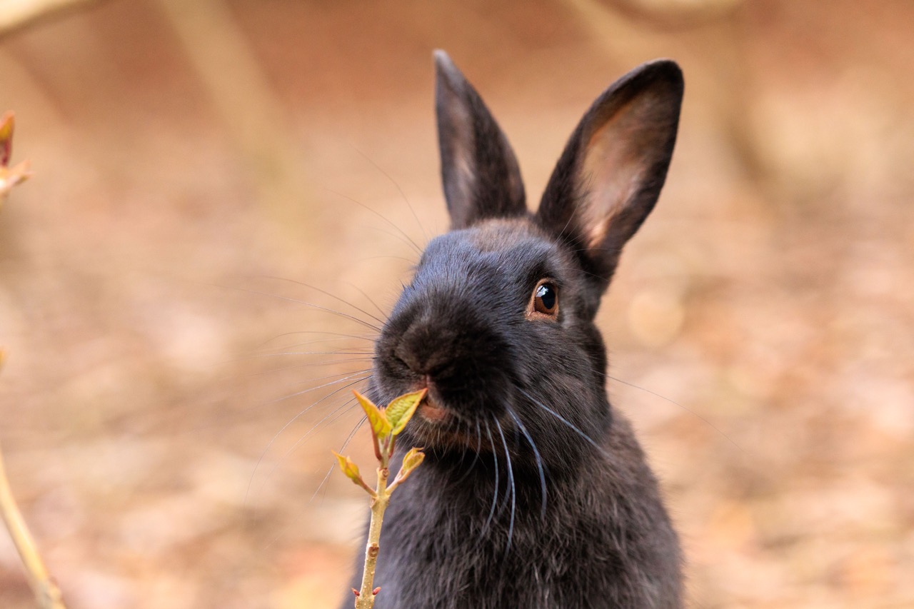 大久野島のうさぎ