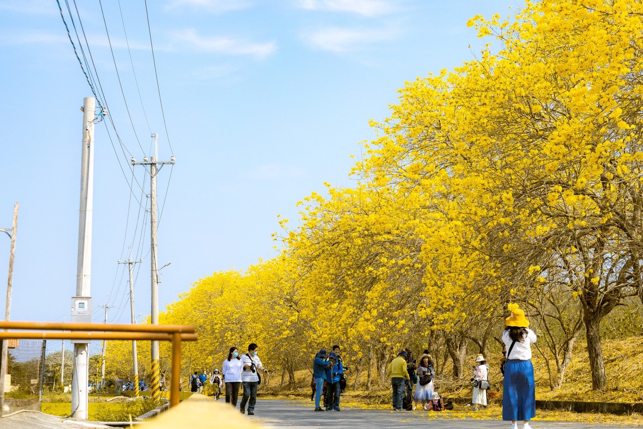 嘉義黄色い木
