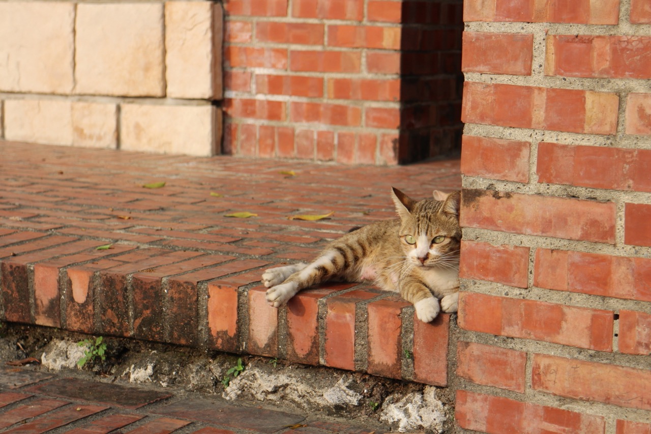 台南の猫